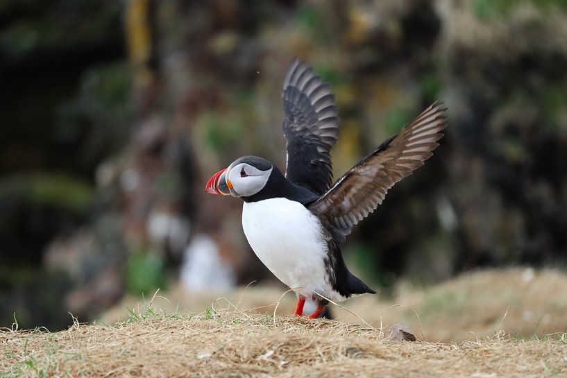 Macareux moine aux ailes déployées par Melissa Kuijpers