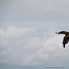 The Red Kite by Babette van den Berg