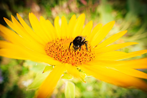 A bumblebee on a bright sunflower