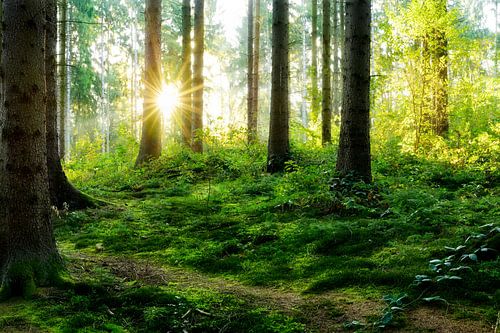 Sonnenaufgang im Wald