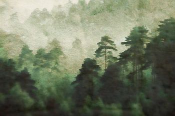 Het bos ontwaakt in de lente