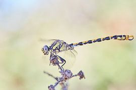 Grote tanglibel sur Tjomme Fernhout