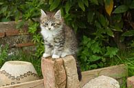 Jonge kat, kitten van Rene van der Meer thumbnail