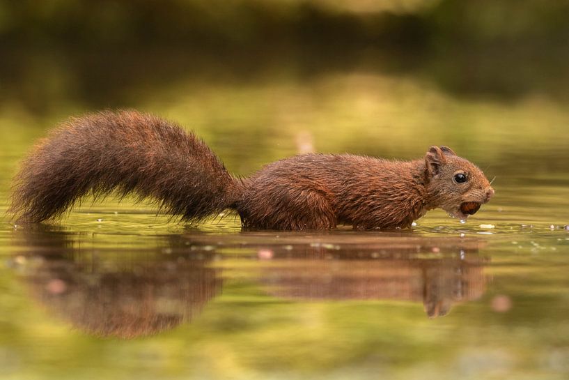 Squirrel by Kars Klein Wolterink