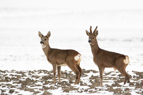Survival in February