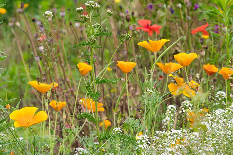 Coloured flower field paradise in July by Jolanda de Jong-Jansen