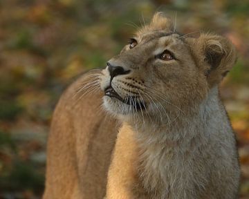 Lion cub by Patrick van Bakkum