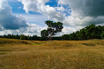 Hollands landschap met bomen van Fotomakerij