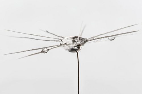 De Magie van de Ochtenddauw: Een Macroblik op Paardenbloemzaadjes