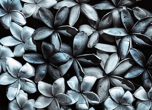 Plumeria