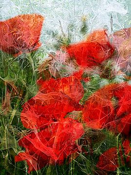 Mohnblumen rot von Anita Snik-Broeken