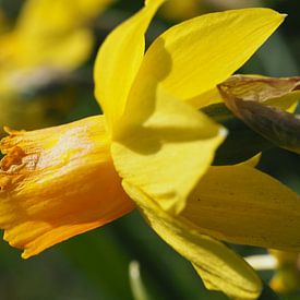 Narzisse, die in der Sonne badet von Kirsten van Engelenburg