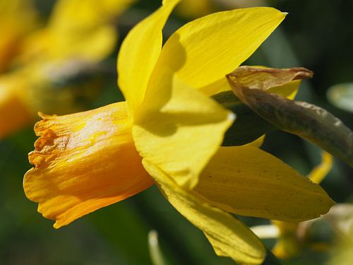 Une jonquille baignant au soleil