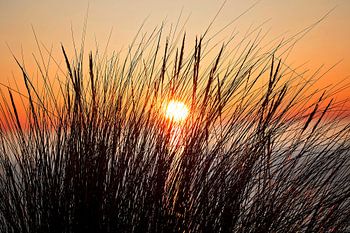 Au-dessus de la mer, soleil couchant pris par quelques tiges de roseaux