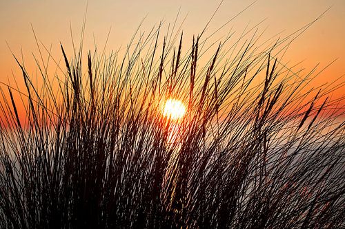 Boven de zee ondergaande zon genomen door wat rietstengels