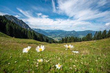 bloemrijk uitzicht op de Rubihorn en de Allgäuer Alpen van Leo Schindzielorz