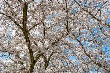 Cherry blossom in April by Don Fonzarelli