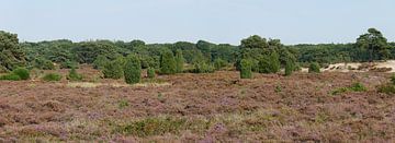 la sylviculture des landes Ruinen sur Wim vd Neut