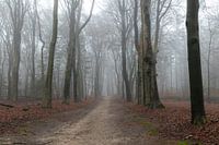 Forêt brumeuse d'Amerong