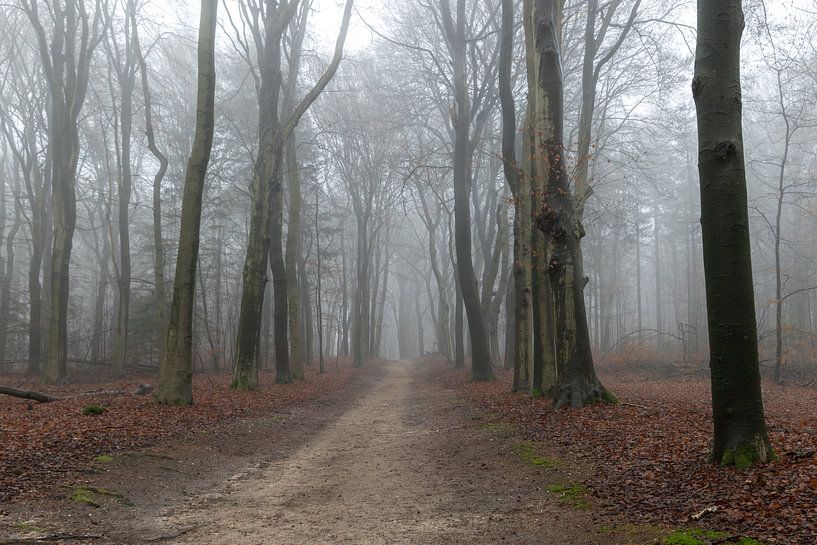 Misty Amerong forest by SchumacherFotografie