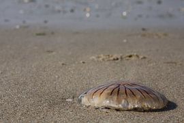 Aangespoelde kwal op Texel by Martin Smit