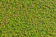 Duckweed in Rotterdam by Frans Blok - photos, art and other wall decoration thumbnail
