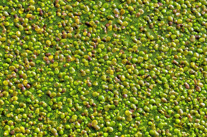 Lentilles d'eau a Rotterdam par Frans Blok