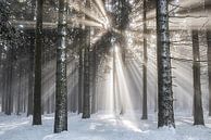 Überwältigend Winterlandschaft von Lars van de Goor Miniaturansicht