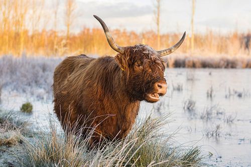 Schottischer Highlander mit Frost