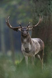 alter Recke... Damhirsch *Dama dama* von wunderbare Erde