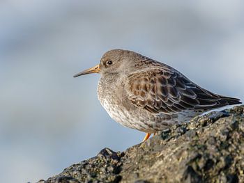 Purpurner Würger auf dem Pier in IJmuiden