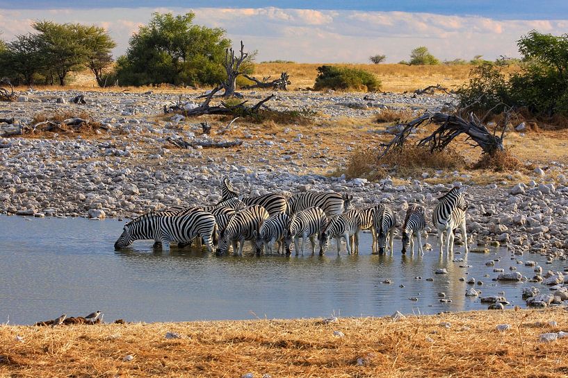 Zebras am Wasserloch in Namibia von Roland Brack