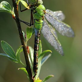 Large king dragonfly by Matthias Brix