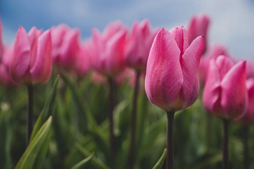 Bright pink tulips