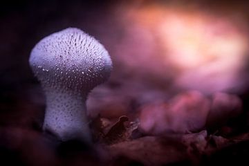Mushroom by Karel Ton
