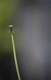 Blooming by Sonja Onstenk