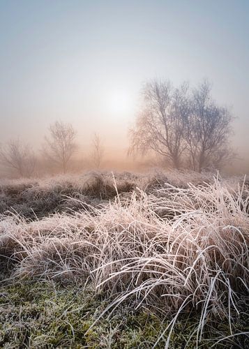 Frozen sunrise in Zeeland, The Netherlands