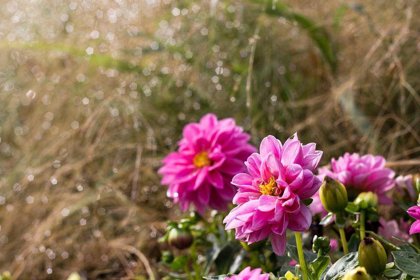 Dhalias on a hazy morning by Helga Novelli