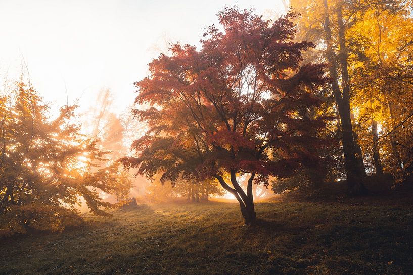 Goldener Oktober von Catrin Grabowski
