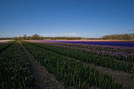 Bloembollenvelden in de bollenstreek von foto-fantasie foto-fantasie