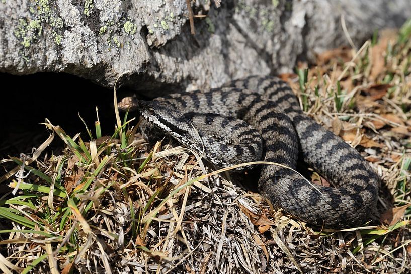 Asp viper Vipera aspis Gran Paradiso National Park Italian Alps by Frank Fichtmüller
