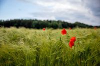 Mohn im Feld