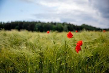 Poppy in the field by Markus Weber