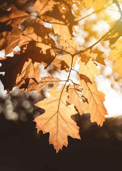 autumn colours by Richard Driessen