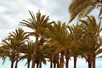 Palmbomen - Villajoyosa, Spanje
