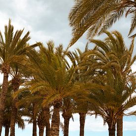 Palmbomen - Villajoyosa, Spanje van Tessa Hoogenboezem