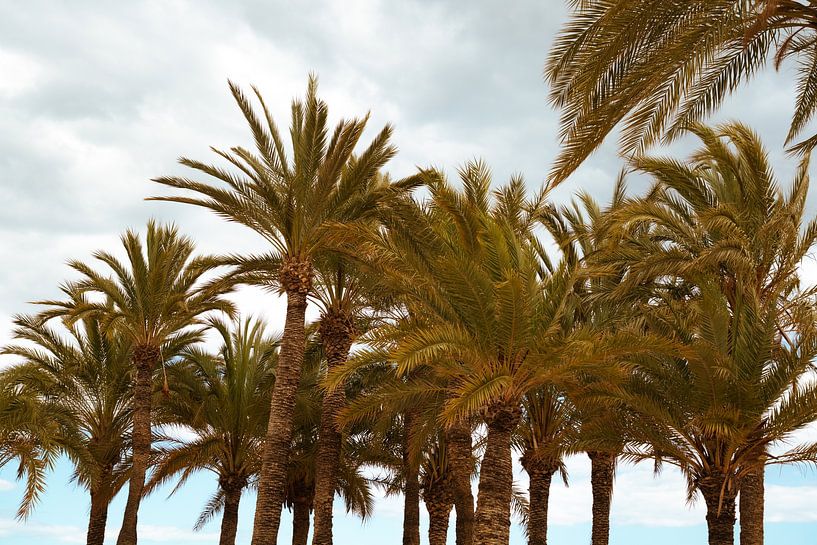 Palmbomen - Villajoyosa, Spanje van Tessa Hoogenboezem
