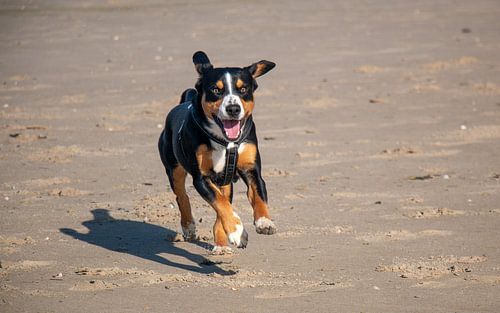 Run!