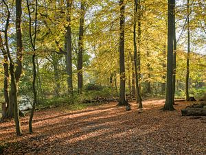 Wald in Herbstfarbe auf der Veluwe