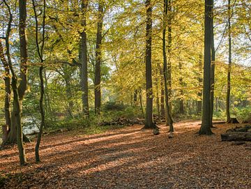 Wald in Herbstfarbe auf der Veluwe